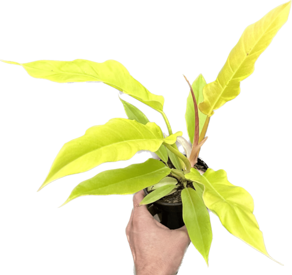4" Philodendron Golden Crocodile