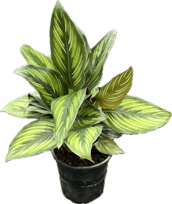 4" Calathea Beauty Star