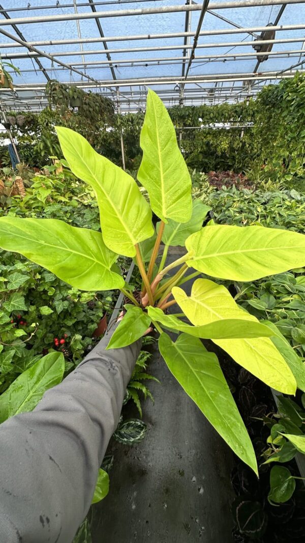 6" Philodendron Melinonii Gold