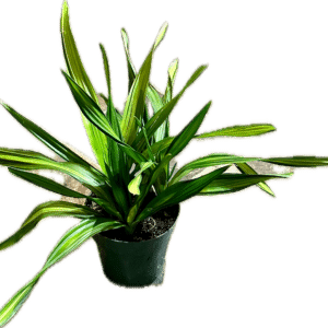 6 inch rikki plant