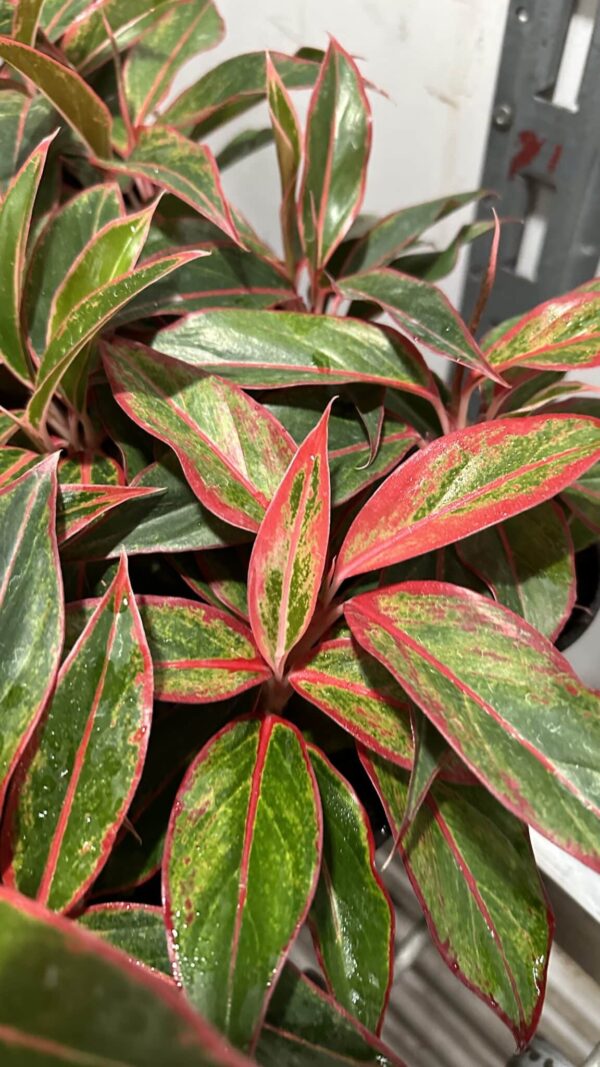 4" Aglaonema Red Hybrid