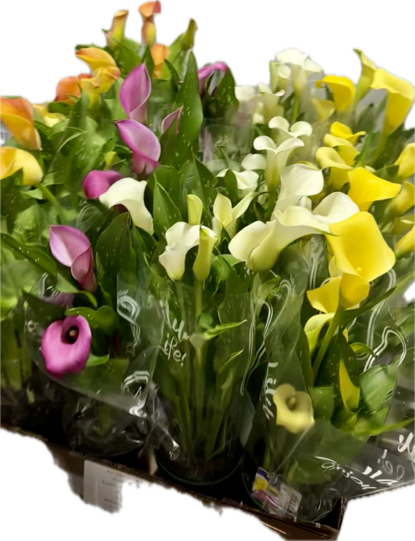 4" Calla Lily