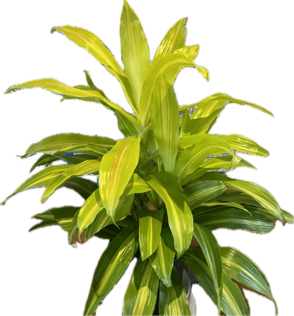 8" Dracaena Bronze Bay