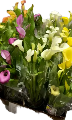 4" Calla Lily