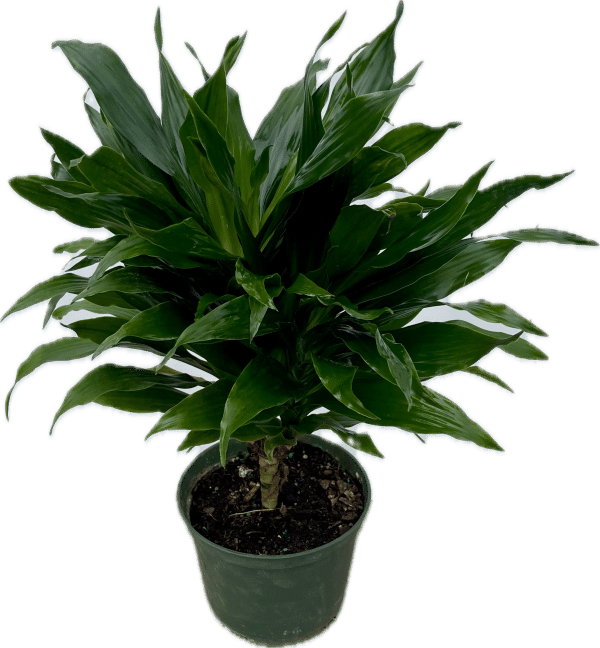 6 inch potted Dracaena Green Jewel plant