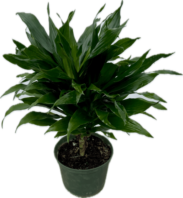 6 inch potted Dracaena Green Jewel plant