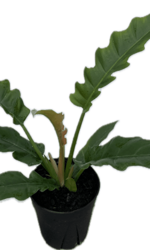 6 inch pot Philly Jungle Boogie potted plant