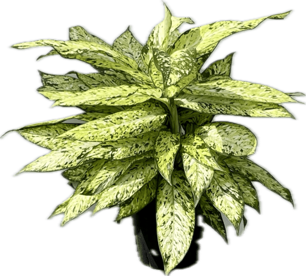 8" Dieffenbachia Starbright