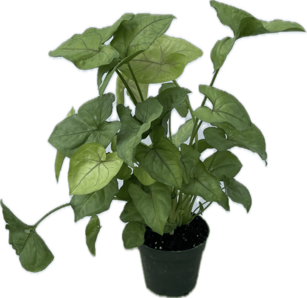 Syngonium Cream Allusion in a 4 inch pot