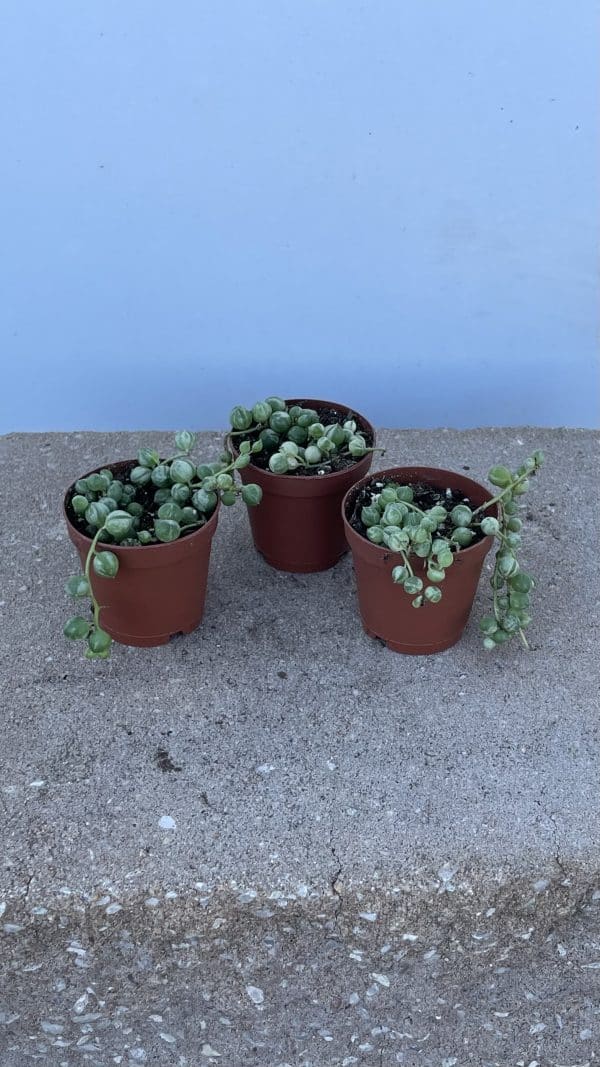 String of Pearls Variegated in a 2 inch pot