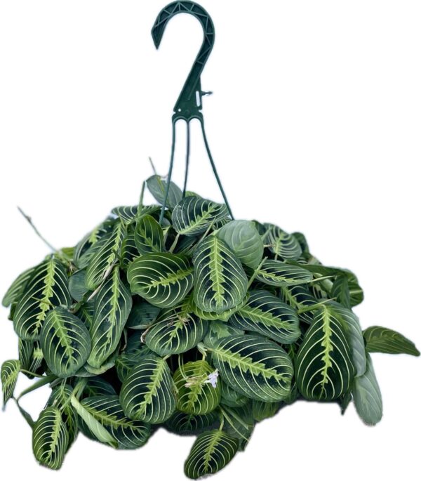 8" HB Maranta Lemon