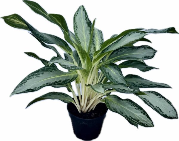 8" Aglaonema Golden Bay