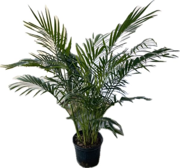 8" Palm Cat