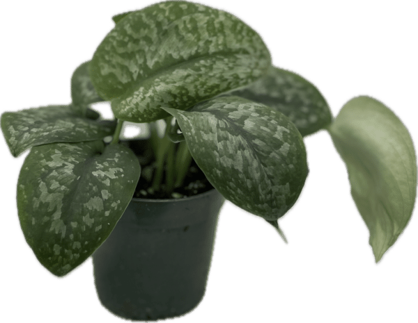 4" Scindapsus Silver Satin
