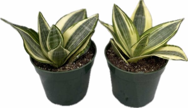 4" Sansevieria Hahnii Golden