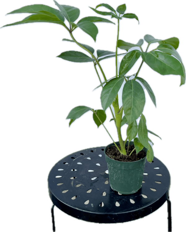 4" Schefflera Amate