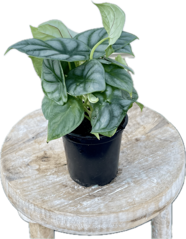 4" Alocasia Silver Dragon