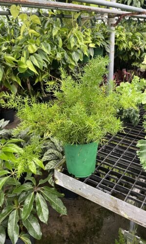 6" Fern Asparagus/Sprengeri