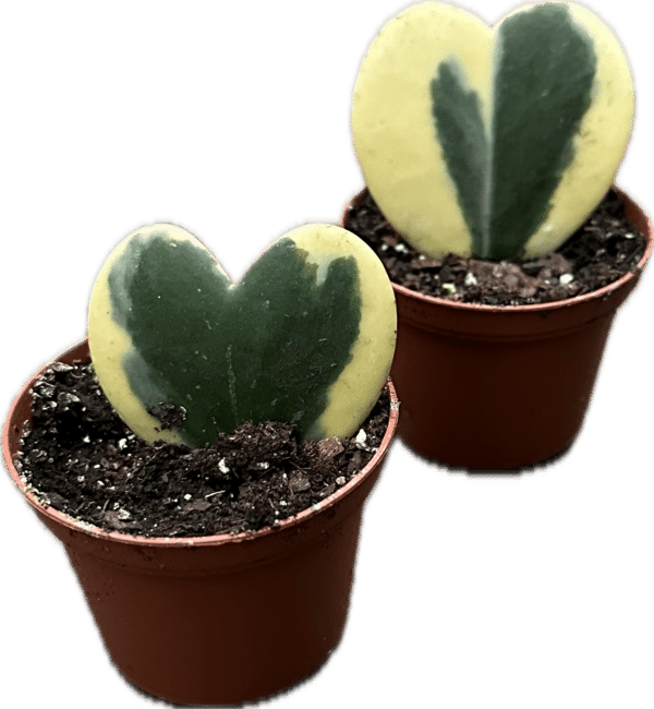 2" Hoya Kerri Variegated