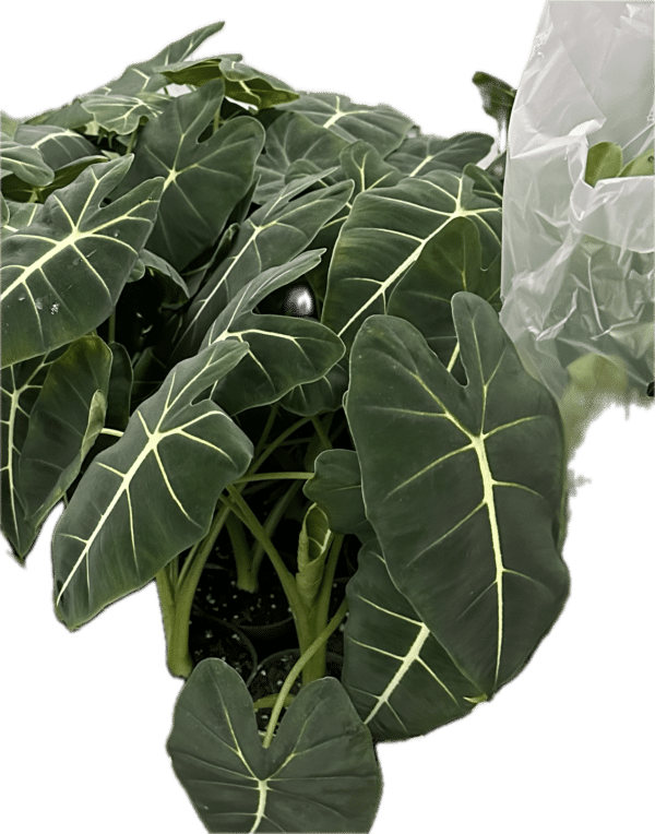 4" Alocasia Velvet Elvis