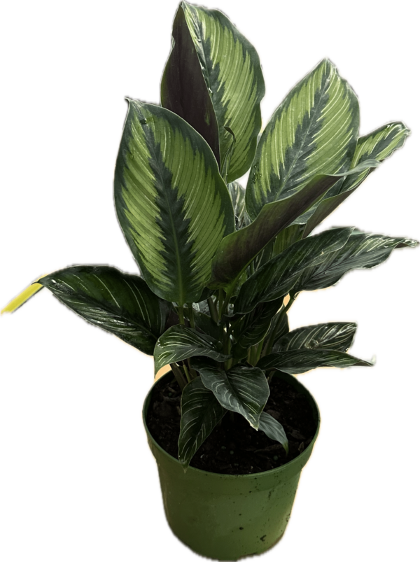 6 inch calathea beauty star