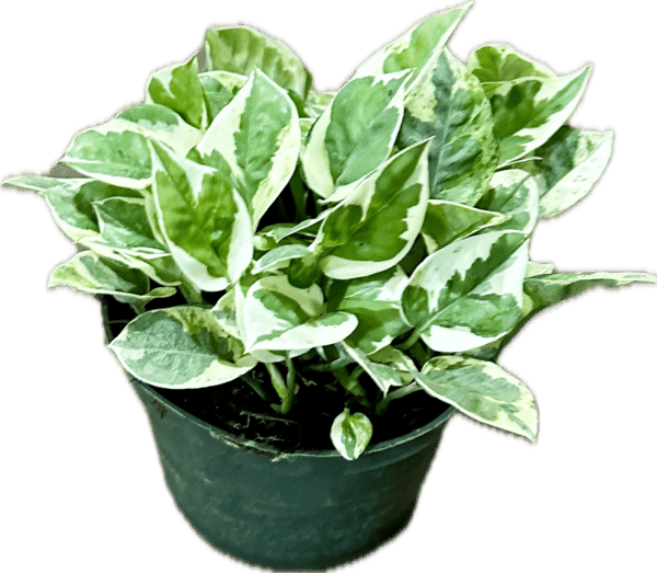 6" Pothos N' Joy