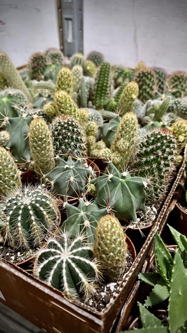 4" Cactus Combo Mix