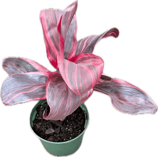 6 inch cordyline