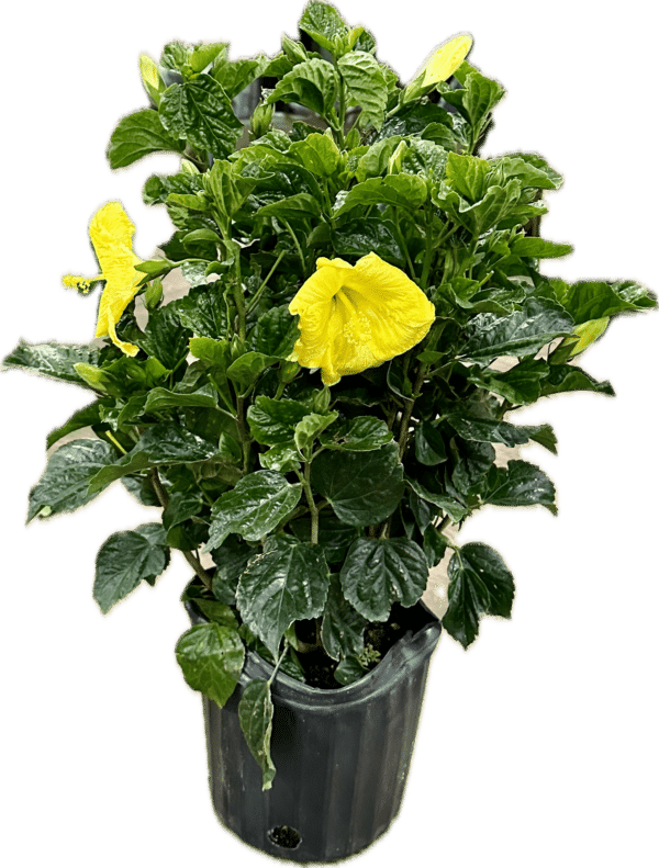 10" Hibiscus (Bush)