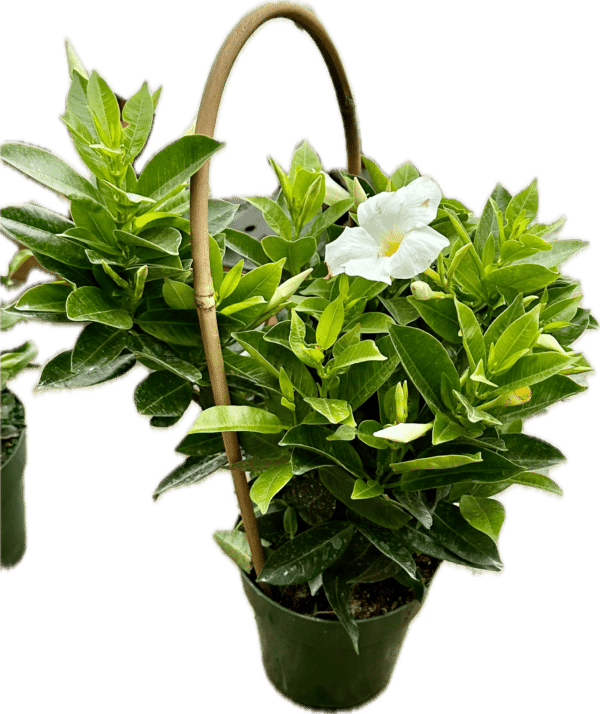 6" Mandevilla Hoop