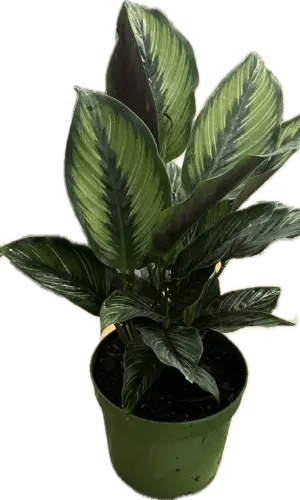 6 inch calathea beauty star