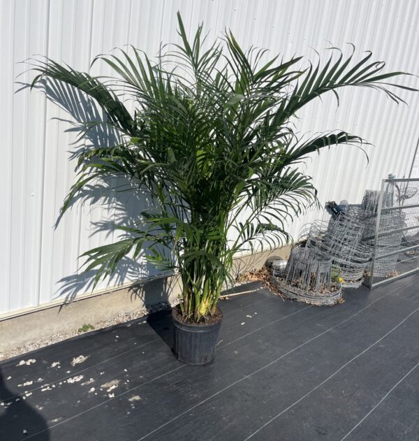 12" Palm Cat