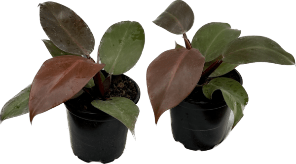 4" Philodendron Red Cherry