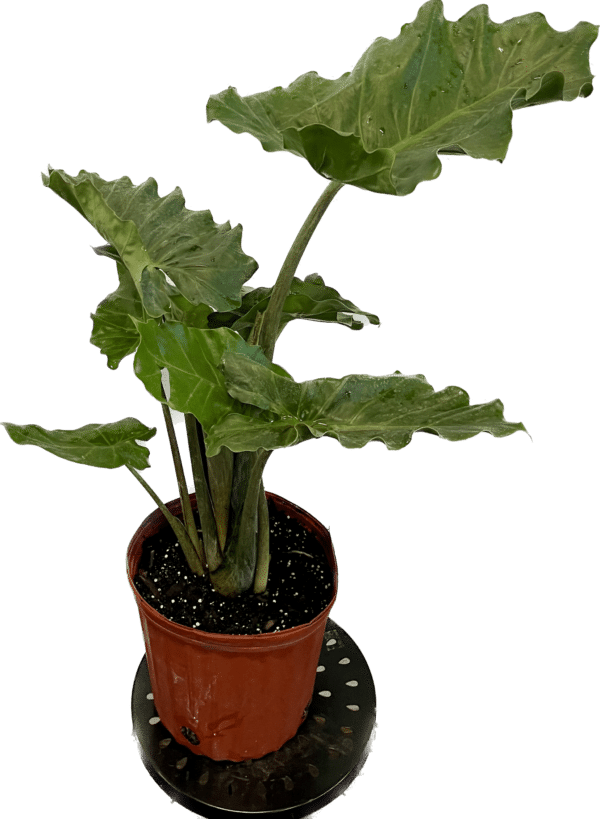 10" Alocasia - Image 3