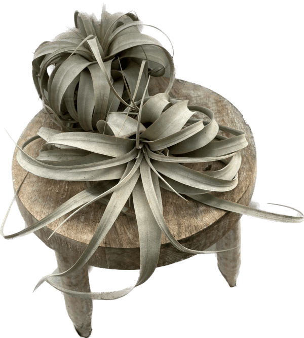 Air Plant  - Xero -  Medium
