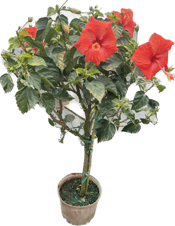 10" Hibiscus Premium (Tree) - Image 7