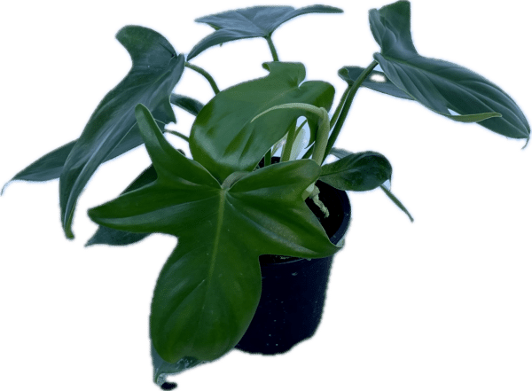 4" Philodendron Panduriforme
