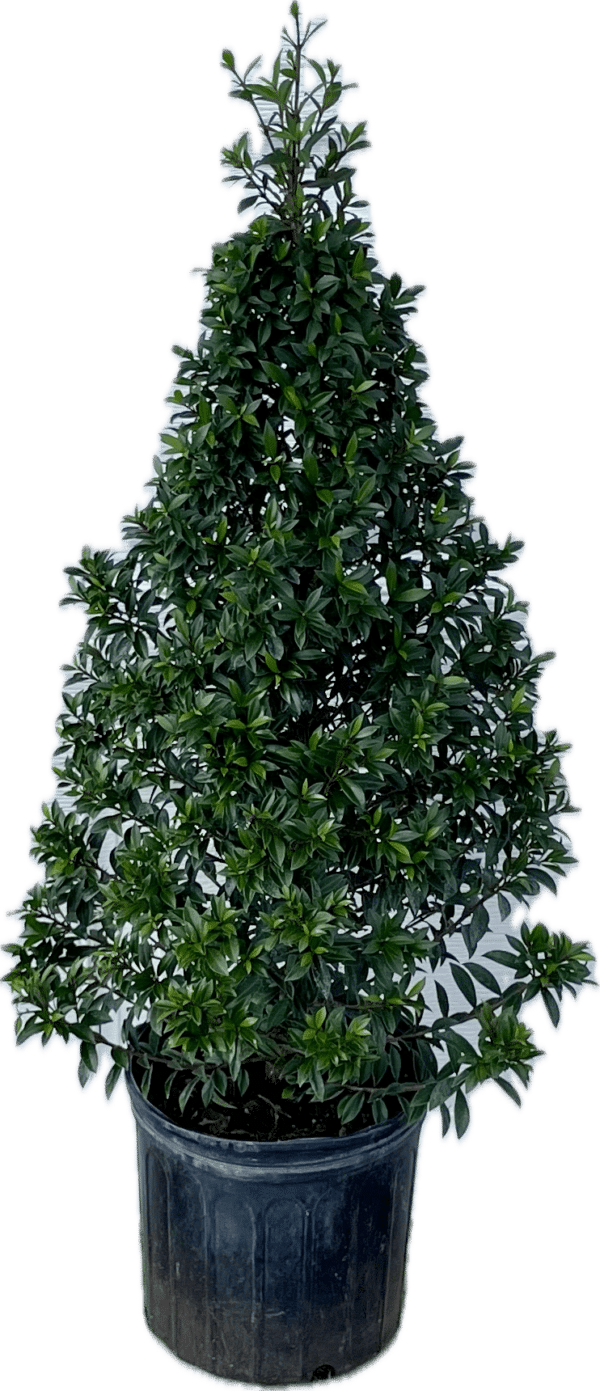 10" Eugenia (Cone)