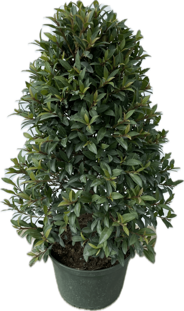 6" Eugenia (Cone)