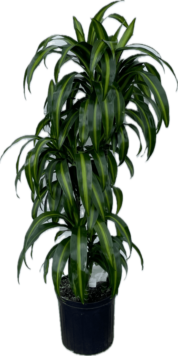 10” Hawaiian Sunshine Cane 321