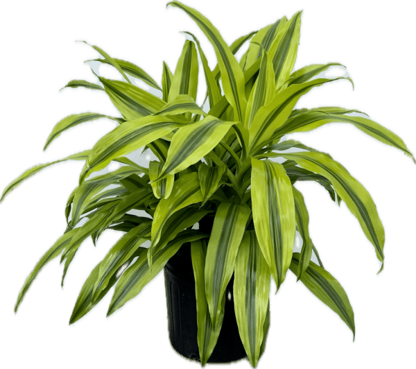 10” Dracaena Kristi