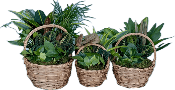 Willow Set Small