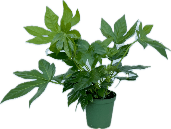 6" Aralia Fatsia