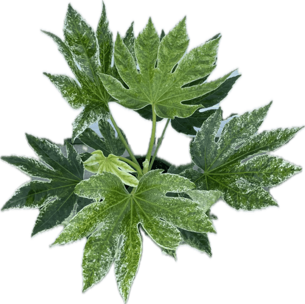 6" Aralia Fatsia Spiderweb - Image 2