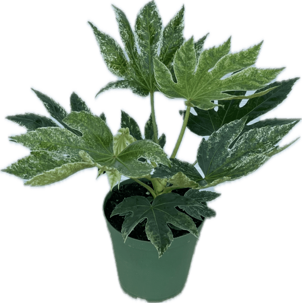 6" Aralia Fatsia Spiderweb