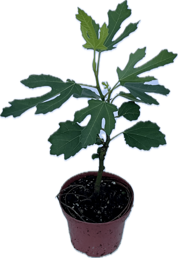 4" Fruit Patio Fig