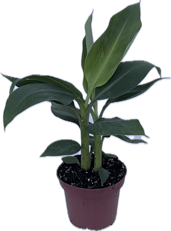 4" Fruit Banana Tree - Image 2