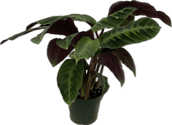 4" Calathea Jungle Velvet