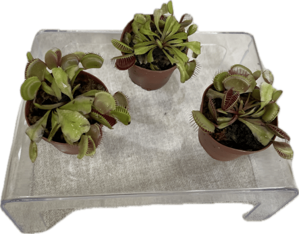 2" Venus Fly Trap