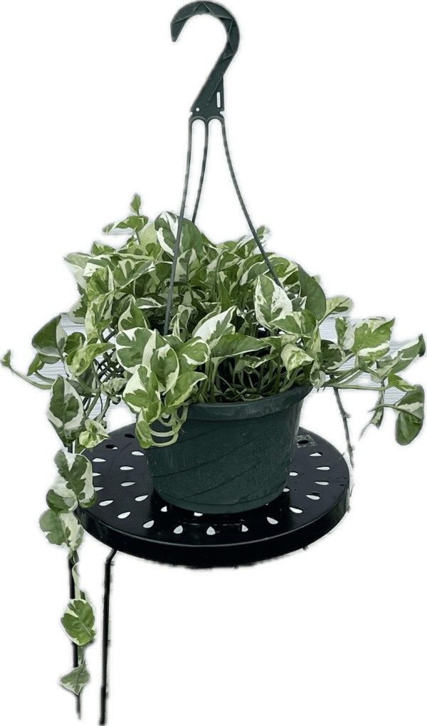 8" Pothos N' Joy Hanger